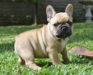 Affectionate French Bulldog puppies For Sale
